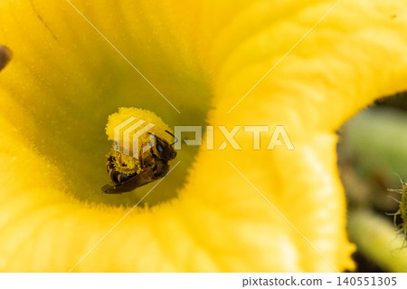 A small bee collects pollen from a pumpkin flower. A small bee collects pollen from a pumpkin flower. 140551305