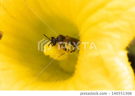 A small bee perched on the stamen of a pumpkin flower. A small bee perched on the stamen of a pumpkin flower. 140551306