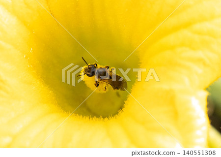 Small bees active on pumpkin flowers Small bees active on pumpkin flowers 140551308