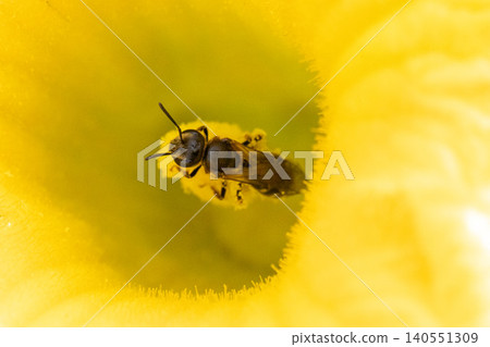 A bee covered in pollen and a pumpkin flower. A bee covered in pollen and a pumpkin flower. 140551309