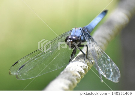Orthetrum albisum 棲息在繩索上 Orthetrum albisum 棲息在繩索上 140551409