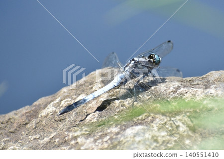 Dragonfly on a rock Dragonfly on a rock 140551410