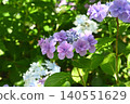 建長寺的繡球花盛開 140551629