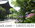 建長寺的繡球花盛開，美不勝收。 140551630