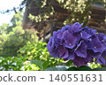 鎌倉建長寺的紫色繡球花盛開 140551631