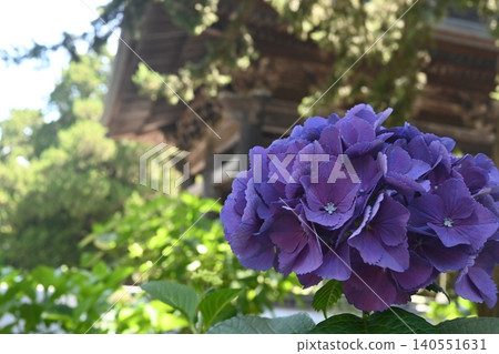 鎌倉建長寺的紫色繡球花盛開 140551631