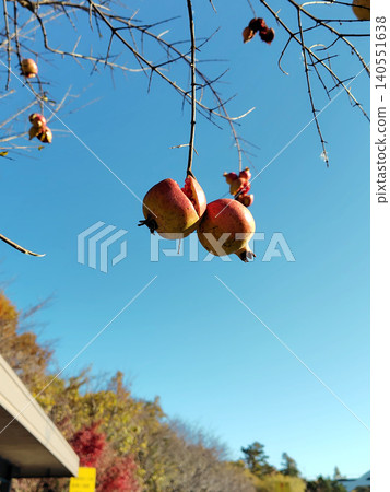 Pomegranates hanging from a tree Pomegranates hanging from a tree 140551638