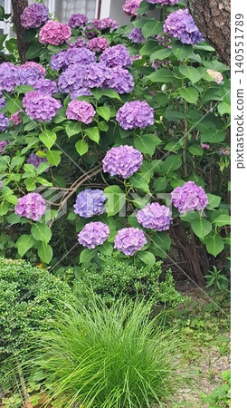 hydrangea hydrangea 140551789
