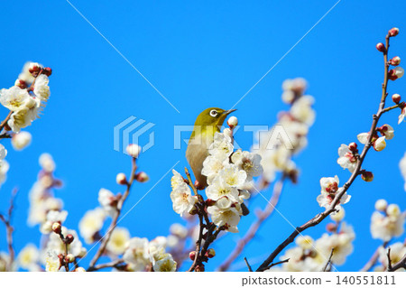 Mejiro and plum blossoms Mejiro and plum blossoms 140551811