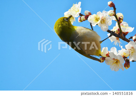 Mejiro and plum blossoms Mejiro and plum blossoms 140551816