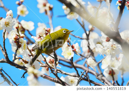 Mejiro and plum blossoms 140551819
