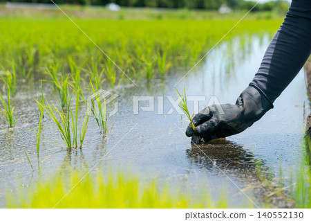 The hands of a person planting rice The hands of a person planting rice 140552130
