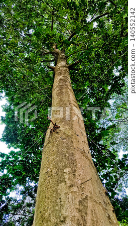 close-up view of a tree with its canopy 140552142