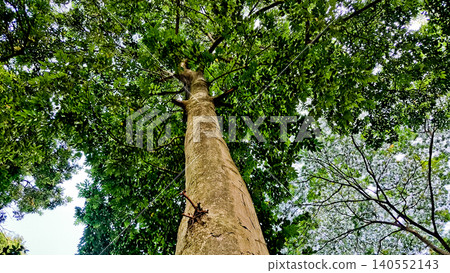 close-up view of a tree with its canopy close-up view of a tree with its canopy 140552143
