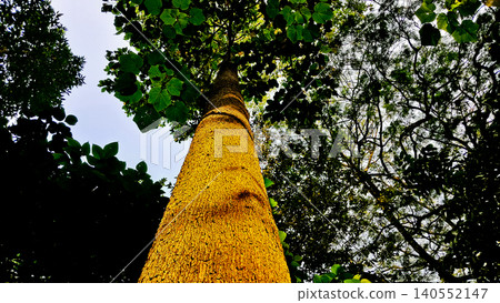 close-up view of a tree with its canopy close-up view of a tree with its canopy 140552147