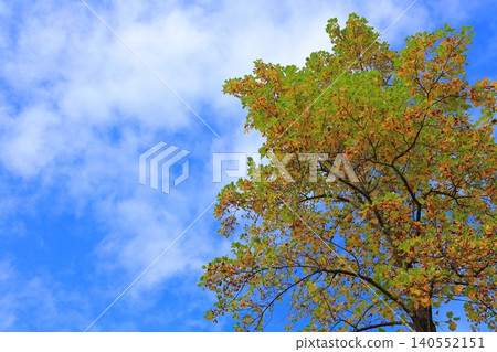 Bright red autumn leaves Bright red autumn leaves 140552151