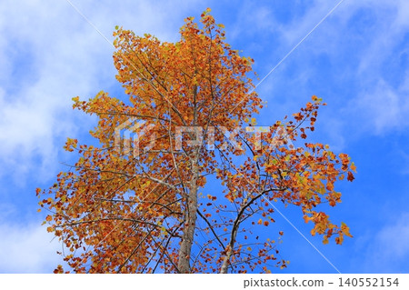 Bright red autumn leaves Bright red autumn leaves 140552154