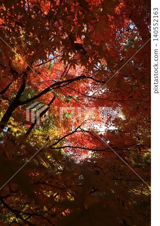 Bright red autumn leaves Bright red autumn leaves 140552163