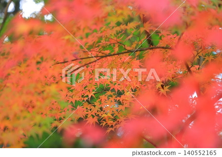 Bright red autumn leaves Bright red autumn leaves 140552165