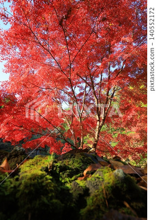 Bright red autumn leaves Bright red autumn leaves 140552172
