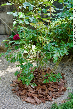 Rose bush covered with bark chips 140552190