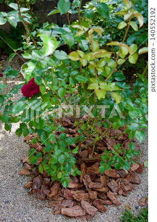 Rose bush covered with bark chips 140552192