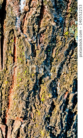 close-up view of a tree with its canopy close-up view of a tree with its canopy 140552253