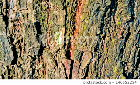 close-up view of a tree with its canopy close-up view of a tree with its canopy 140552254