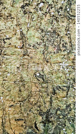 close-up view of a tree with its canopy 140552255