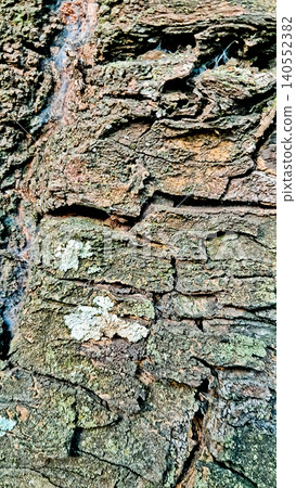 close up view of tree bark, for background close up view of tree bark, for background 140552382