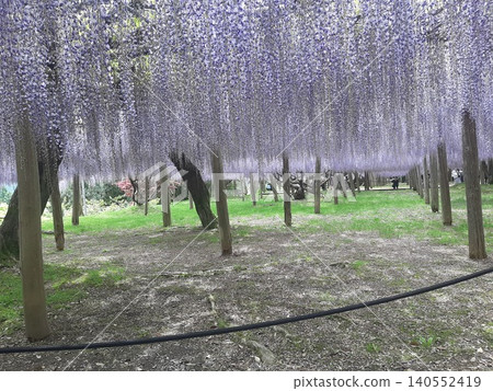 與紫藤的風景 與紫藤的風景 140552419