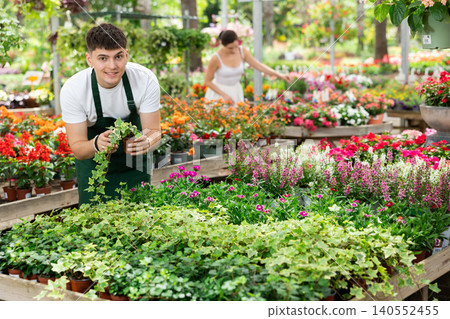 Man gardener arranging potted hedera flowers for market and wearing apron 140552455