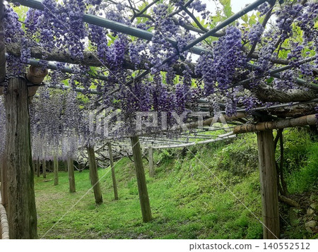 A landscape with a wisteria trellis A landscape with a wisteria trellis 140552512
