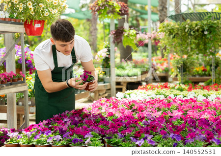 Young floriculturist checking blooming petunias in pots in greenhouse Young floriculturist checking blooming petunias in pots in greenhouse 140552531