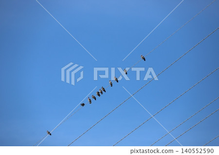 A flock of pigeons gathering on an electric wire A flock of pigeons gathering on an electric wire 140552590