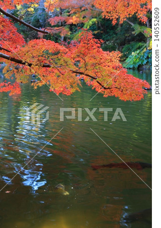 Bright autumn leaves Bright autumn leaves 140552609