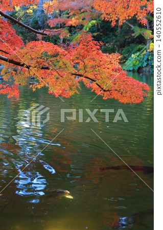 Bright autumn leaves Bright autumn leaves 140552610