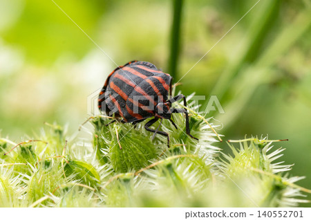 Close-up of an adult red-striped stink bug. Close-up of an adult red-striped stink bug. 140552701