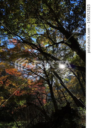 Shining autumn leaves Shining autumn leaves 140552825