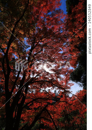 Shining autumn leaves Shining autumn leaves 140552849