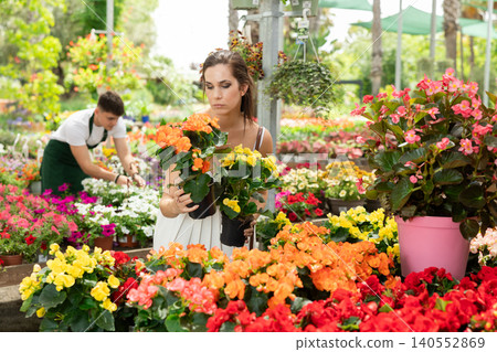 Woman chooses and buys flowers begonia hiemalis in flower shop Woman chooses and buys flowers begonia hiemalis in flower shop 140552869