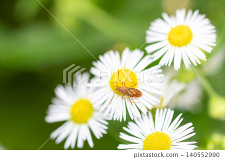 Red-legged stink bug and fleabane Red-legged stink bug and fleabane 140552990