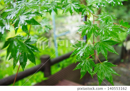 雨中閃閃發光的綠色楓葉 140553162