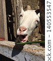 The expression of a goat laughing with its mouth wide open. 140553547