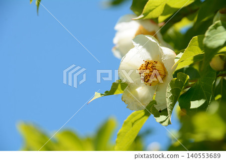 White Sara flower White Sara flower 140553689
