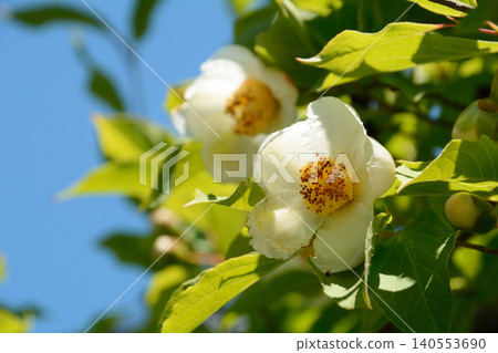 White Sara flower White Sara flower 140553690