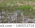 Grey heron standing in nature park pond wild bird 140553718