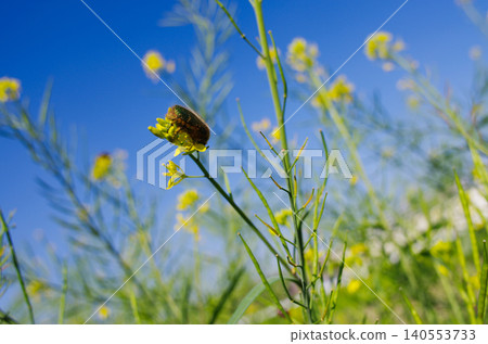 A flower beetle resting in the blue sky and among rapeseed flowers. 140553733