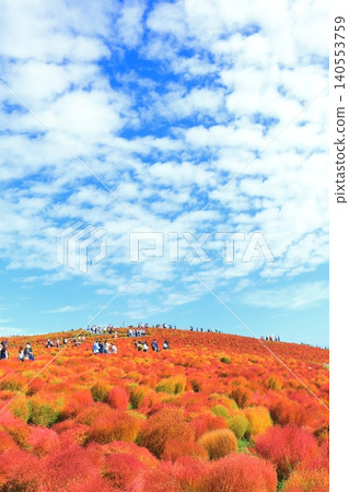 The kochia plants are changing color. The kochia plants are changing color. 140553759