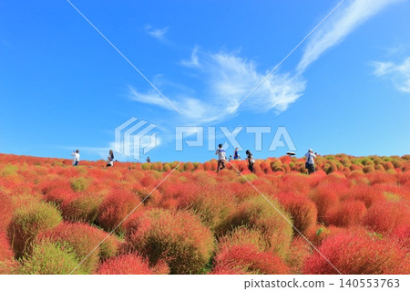 地膚山與秋葉 地膚山與秋葉 140553763